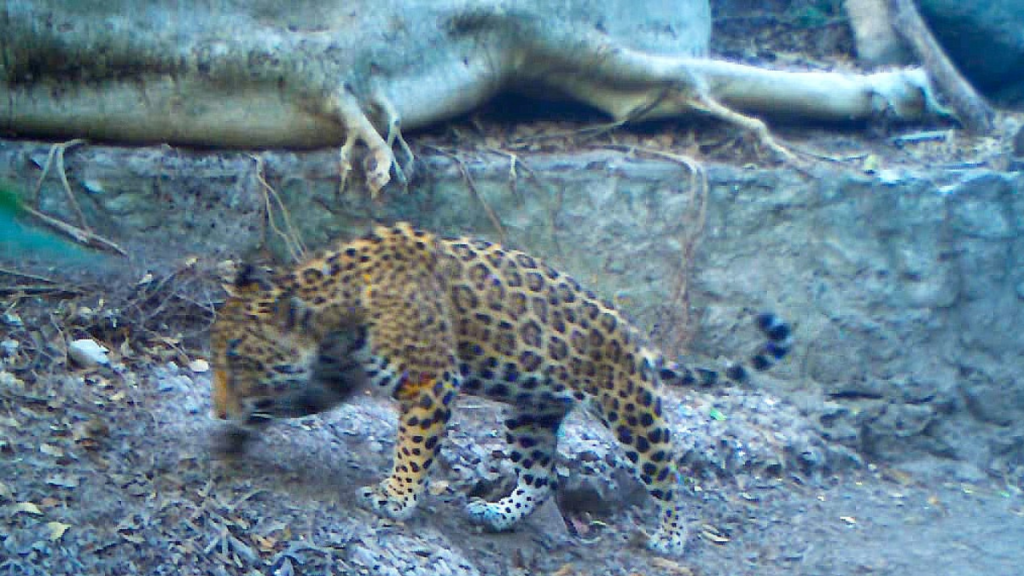 Aumentan jaguares y ocelotes en la región de Tres Mesas enTamaulipas, tras implementación de Programa Ambiental en Parque Eólico de&nbsp;ENGIE