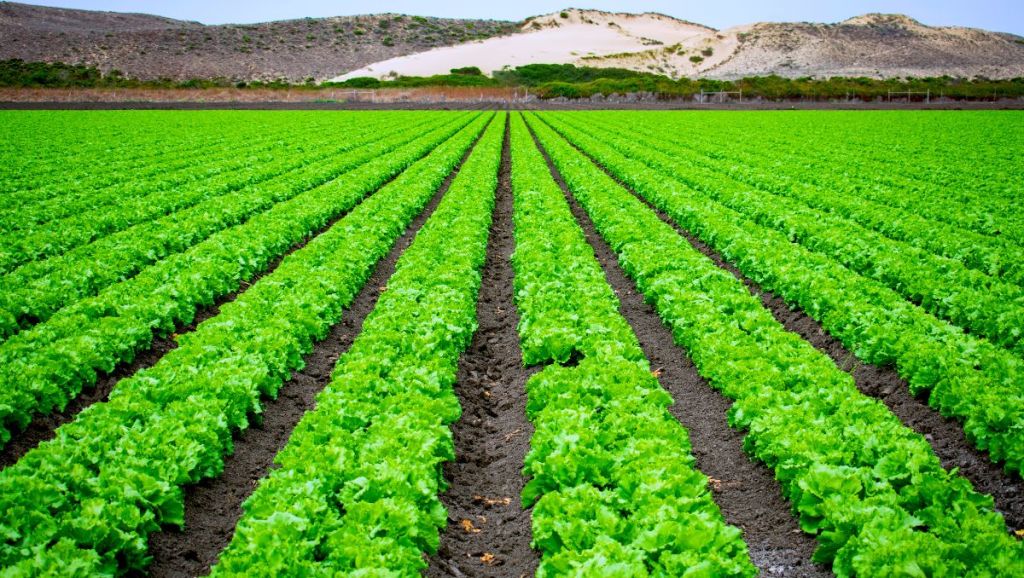 Campo mexicano 2025: Empresas como Bimbo, Nestlé, Bayer y CIMMYT aceleran la agricultura regenerativa en&nbsp;México