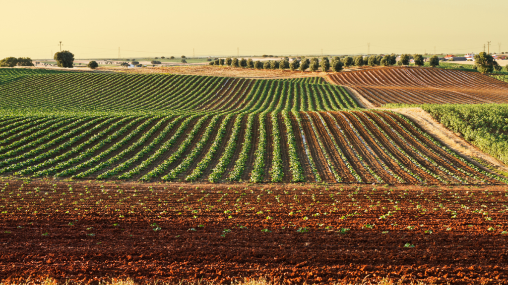 Starbucks México impulsa el crecimiento agrícola con la 11ª edición de “Todos Sembramos Café” 