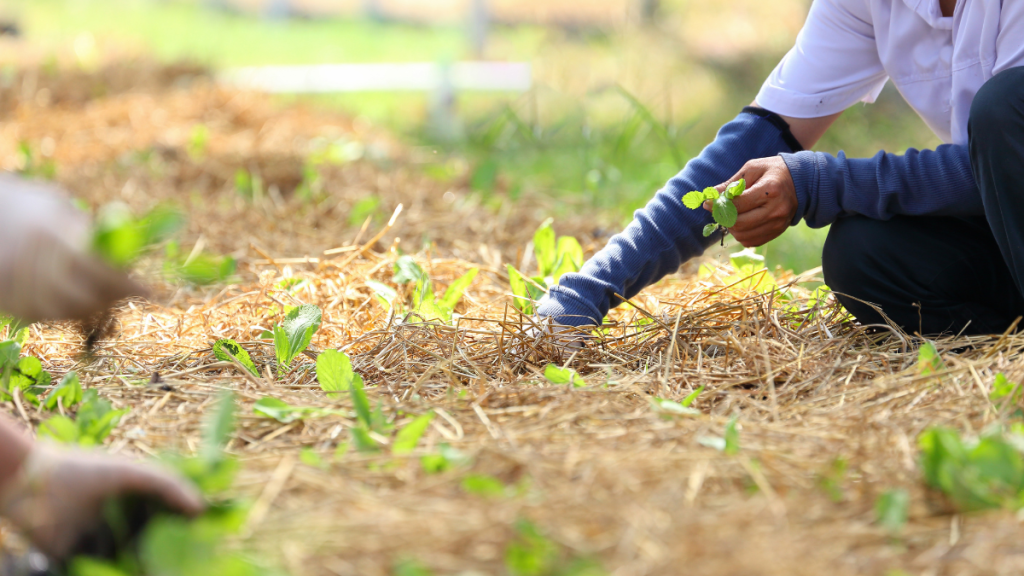 Fundación PepsiCo México invertirá cerca de 7&nbsp;mdp
