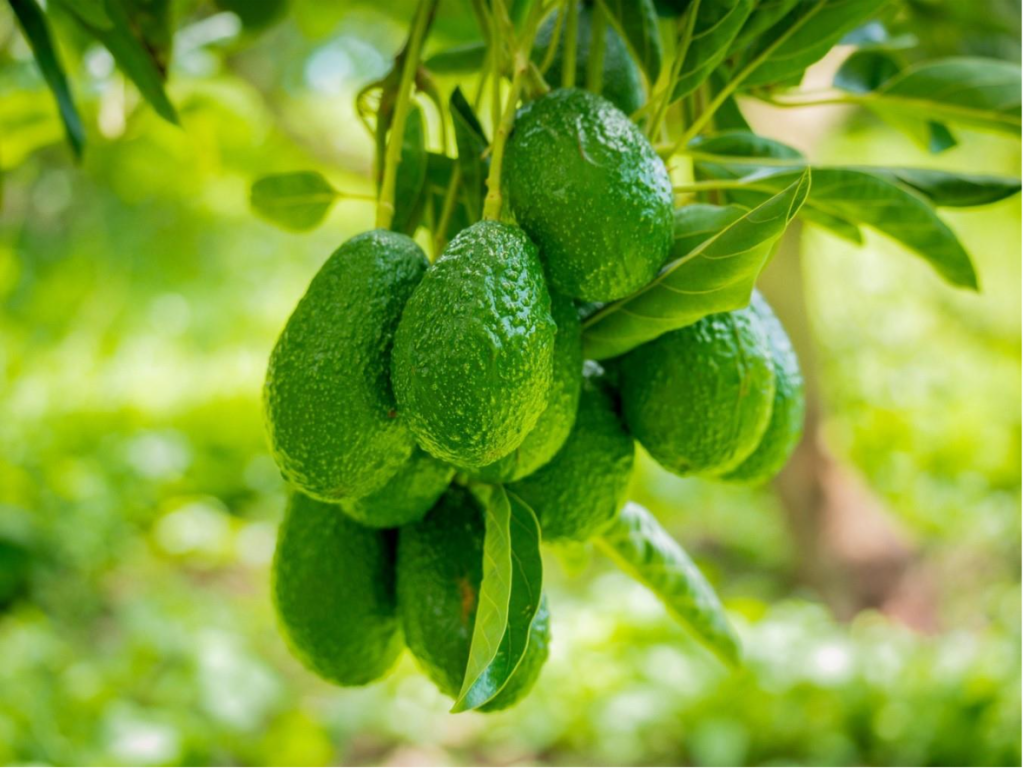 Aguacate mexicano fortalece la balanza comercial del país y dinamiza la economía regional 