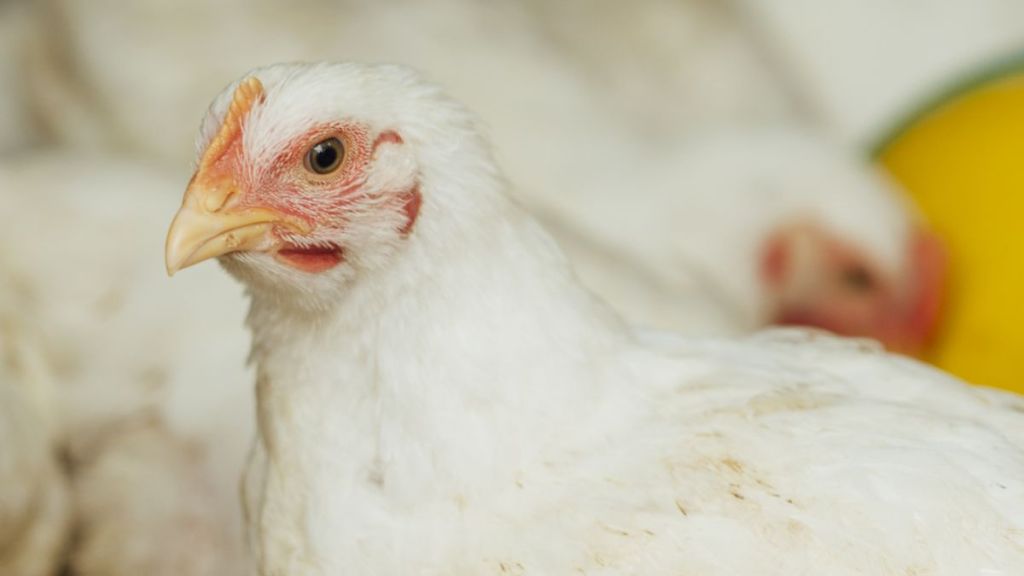 Grupo Bachoco colabora en salud animal a través de su laboratorio Pecuarius 