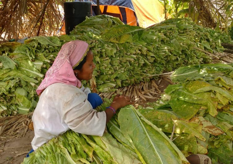 Aumentar impuestos al cigarro golpeará toda la cadena productiva del tabaco: Productores